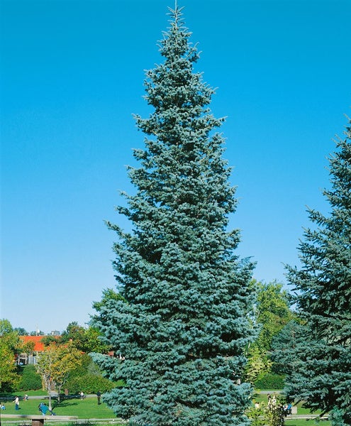 Abies concolor, Weiß-Tanne, 40–60 cm