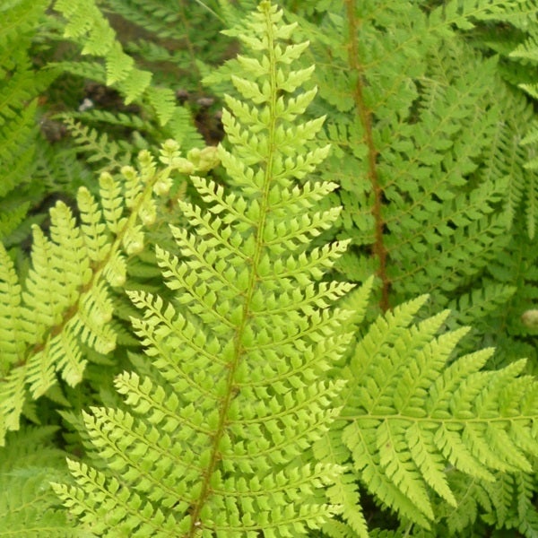 Nahaufnahme von Farnblättern