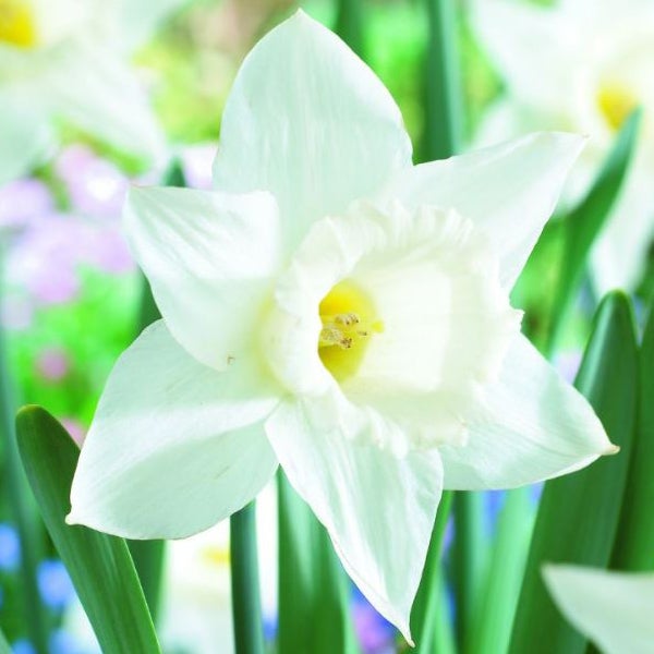 Nahaufnahme einer weißen Narzissenblüte mit gelber Mitte.
