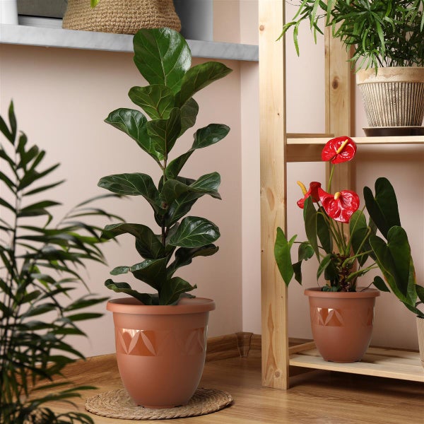 Zimmerpflanzen in Töpfen auf einem Holzregal und einem Untersetzer