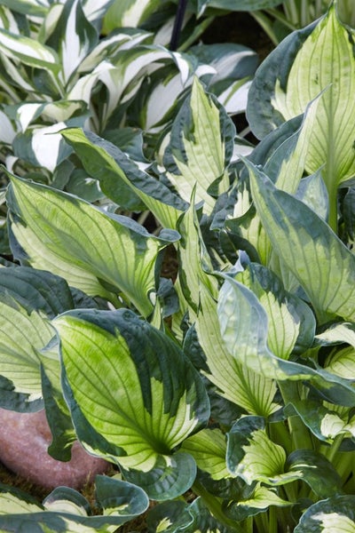 Hosta x fortunei 'Whirlwind', Funkie, grün-weiß, ca. 11x11 cm Topf