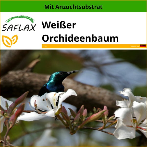 SAFLAX  - Weißer Orchideenbaum - Bauhinia variegata candida - 5 Samen - Mit keimfreiem Anzuchtsubstrat