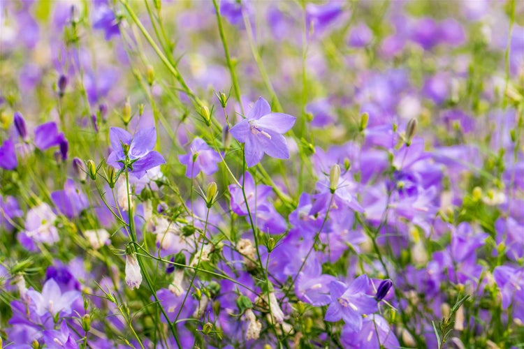 Campanula rotundifolia, Rundblättrige Glockenblume, ca. 9x9 cm Topf