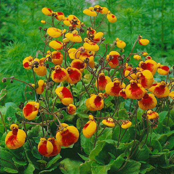Calceolaria biflora, Pantoffelblume, gelb, ca. 9x9 cm Topf