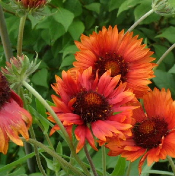 Nahaufnahme von Kokardenblumen im Garten.