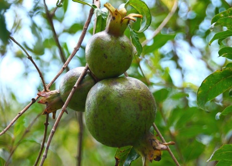 SAFLAX  - Zwerg - Granatapfel - Punica granatum nana - 50 Samen