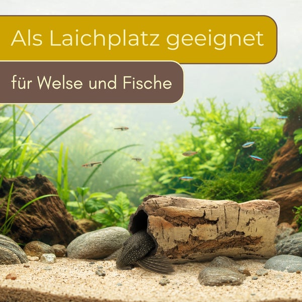 Aquarium-Dekoration hohler Baumstamm, als Laichplatz für Welse und Fische geeignet.