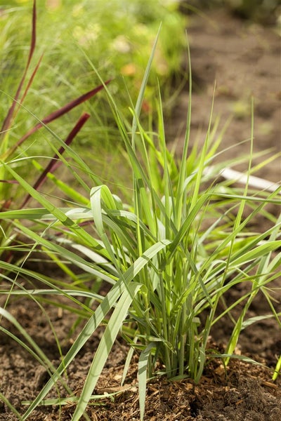 Panicum virgatum 'Prairie Sky', Rutenhirse, ca. 9x9 cm Topf