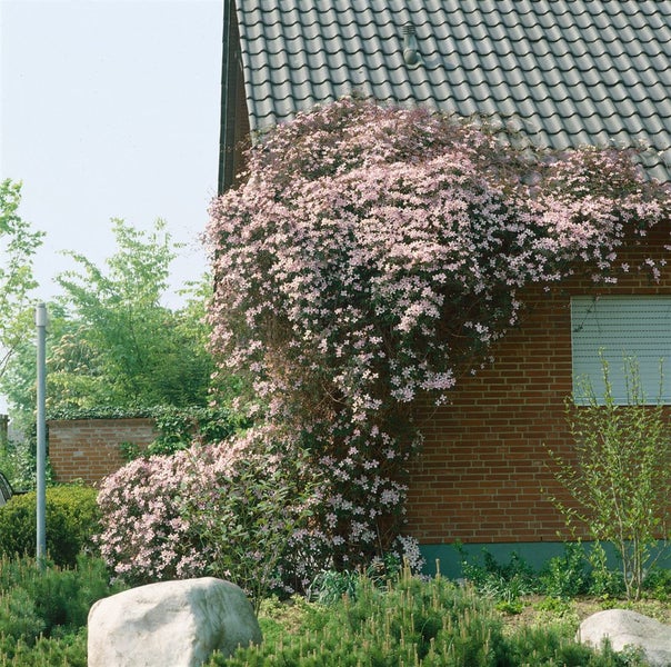Clematis montana 'Rubens', Berg-Waldrebe, rosa Blüten, 80–100 cm