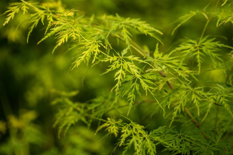 Acer palmatum 'Seiryu', Japanischer Ahorn, filigran, 60–80 cm