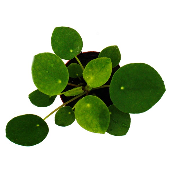Mini - Pilea peperomioides - Glückstaler - Chinesischer Geldbaum - Bauchnabelpflanze im 5,5cm Topf
