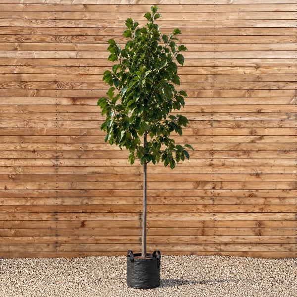 Ein hochstämmiger Baum mit grünen Blättern in einem schwarzen Pflanzsack vor einer Holzwand.