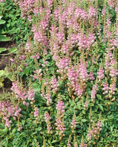 Nahaufnahme eines Beetes mit rosa Prachtspieren