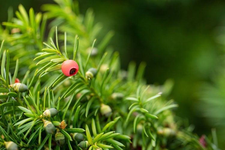Taxus media 'Hicksii', Säuleneibe, immergrün, 30–40 cm
