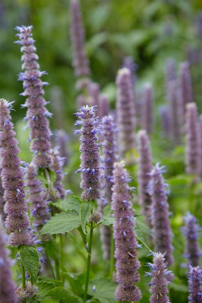 Blütenähren der Duftnessel im Gartenbeet