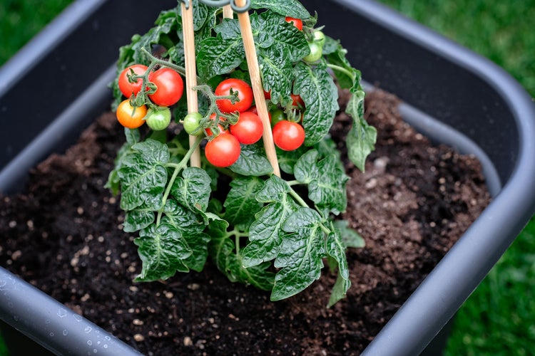 Tomatenpflanze mit Tomaten in einem Pflanzgefäß