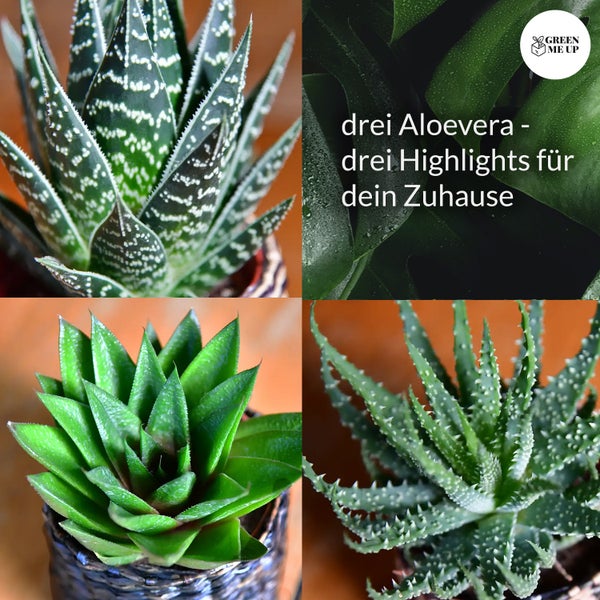 Collage mit drei Aloe Vera Pflanzen als Highlights für das Zuhause und Green Me Up Logo.