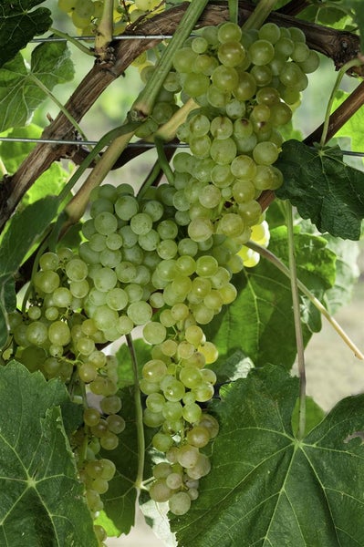 Vitis vinifera 'Lakemont', Weinrebe, kernlos, 80–100 cm
