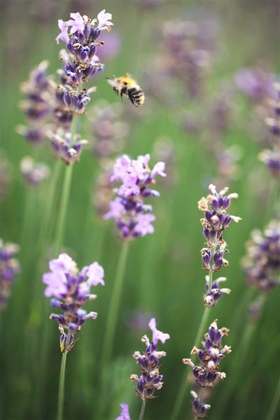 Lavandula angustifolia 'Munstead', Lavendel, violett, 5-7,5 Liter Container