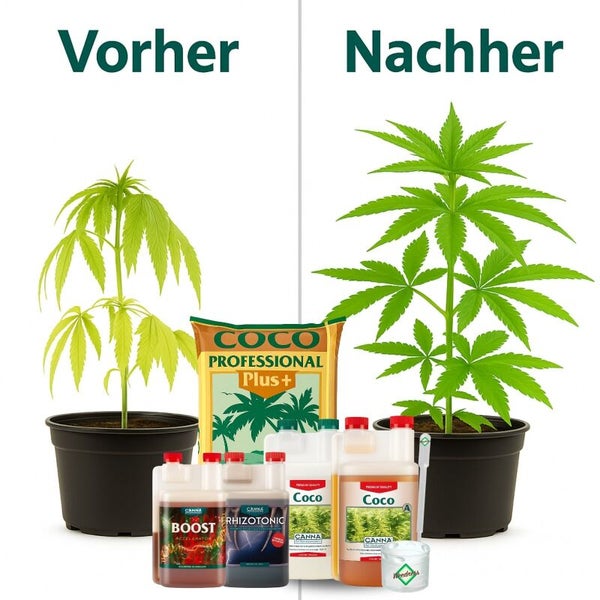 Vergleich des Pflanzenwachstums vor und nach der Anwendung von Canna Pflanzendünger und Coco Professional Plus Substrat.