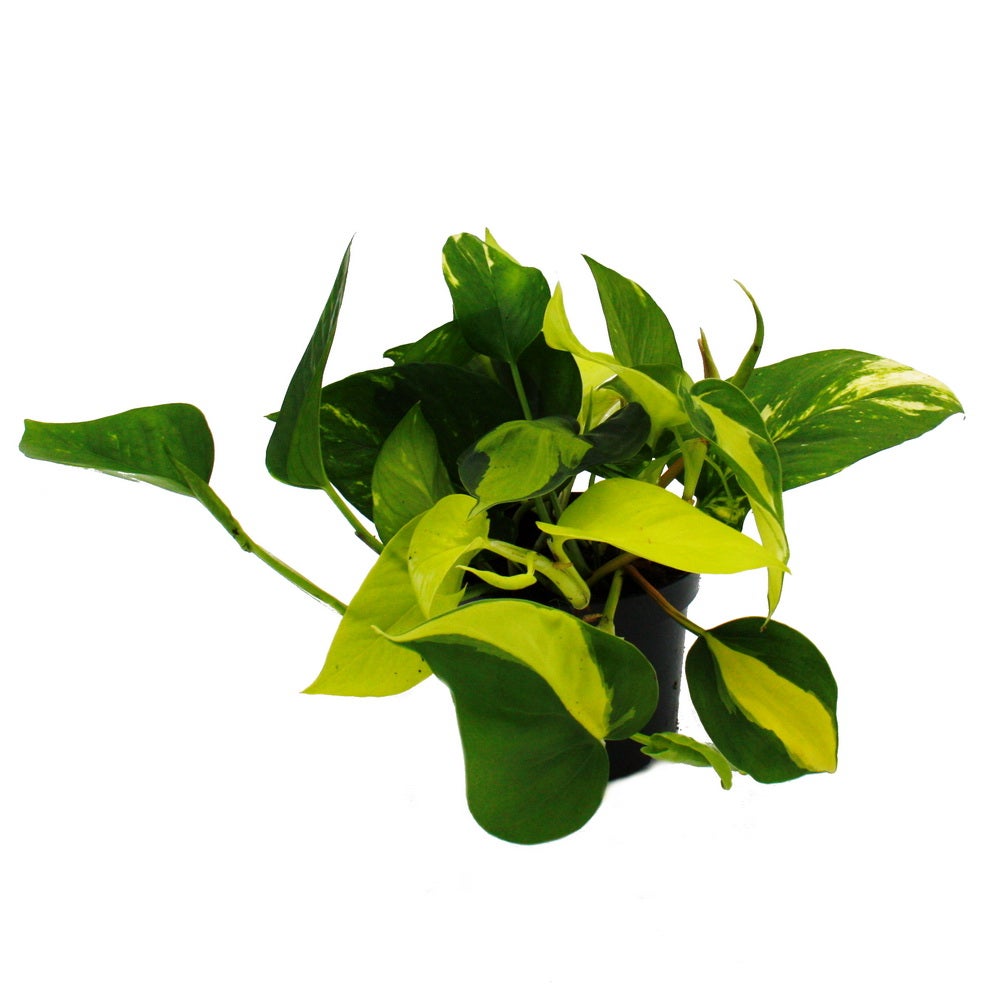 dracena hawaiian sunshine Explore Dracaena Hawaiian Sunshine main image 1