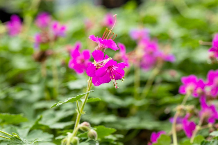 Geranium macrorrhizum 'Czakor', Balkan-Storchschnabel, purpurrot, ca. 9x9 cm Topf