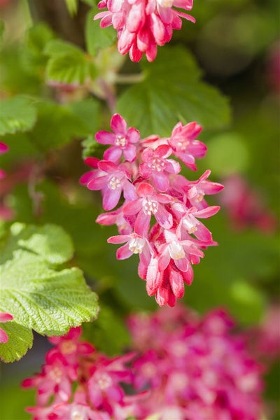 Ribes sanguineum 'King Edward VII', Blutjohannisbeere, rot, 60–100 cm