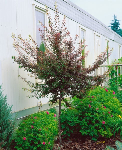 Zierpflaume im Gartenbeet vor einem Gebäude.