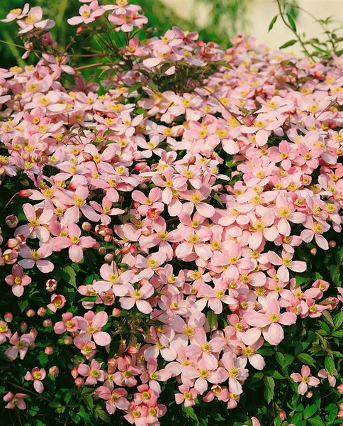 Nahaufnahme einer blühenden Clematis-Pflanze mit zarten Blüten