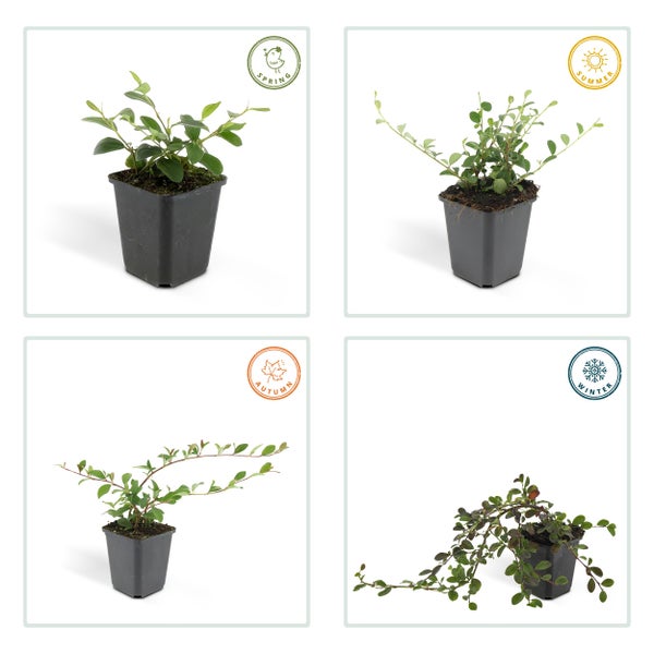 Bodendecker - Kriechmispel - Teppichmispel - Cotoneaster dammeri 'Major' - 9cm Topf - Set mit 6 Pflanzen