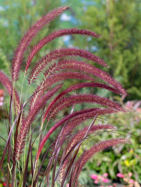 Pennisetum setaceum 'Red Fox', Lampenputzergras, rot, 2 Liter Container
