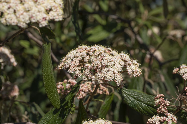 Viburnum rhytidophyllum, Immergrüner Schneeball, 40–60 cm