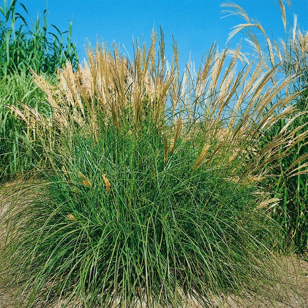 Chinaschilf im Garten