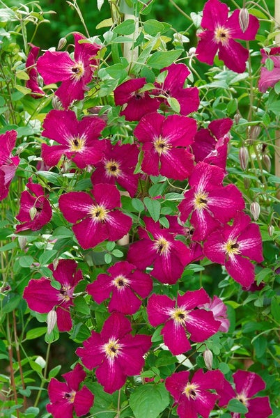 Clematis viticella 'Rubra', Italienische Waldrebe, rot, 100–150 cm