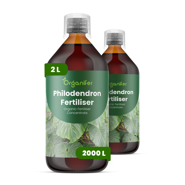 Organifer Philodendron-Dünger im Vergleich: Üppiges Laub, kräftiges Wachstum und vinassefreie Rezeptur gegenüber anderen Produkten.