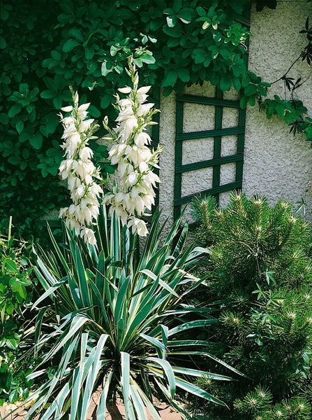 Yucca filamentosa 'Bright Edge', Palmlilie, gelb-grün, ca. 11x11 cm Topf