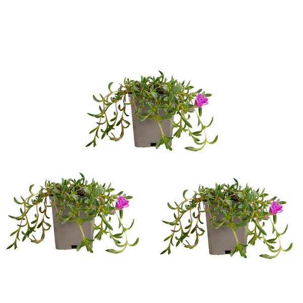 Abdeckplane mit Ösen