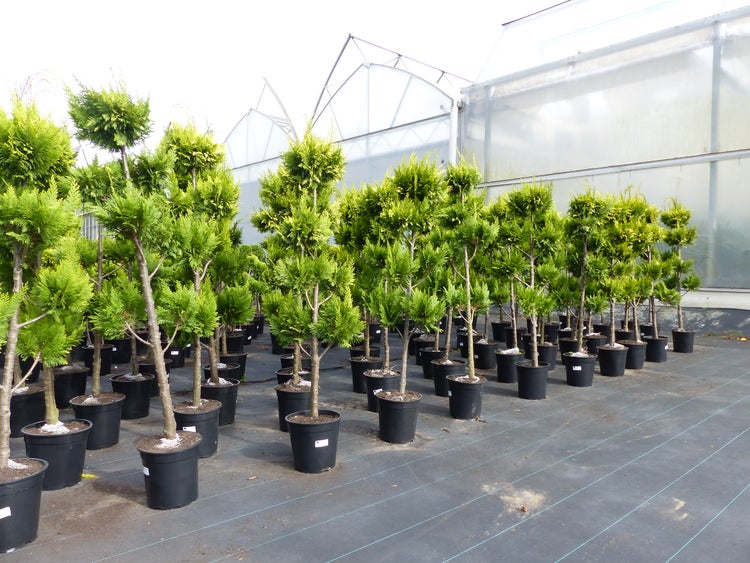 Reihe von als Hochstamm geformten Thuja Lebensbäumen in Kunststofftöpfen vor einem Gewächshaus im Baumarkt.