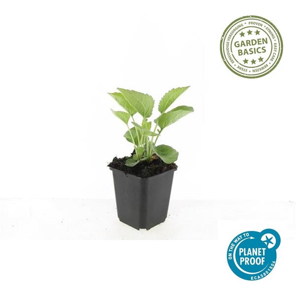 Kleine grüne Pflanze im schwarzen Kunststofftopf mit Garden Basics Logo und Planet Proof Zertifikat.