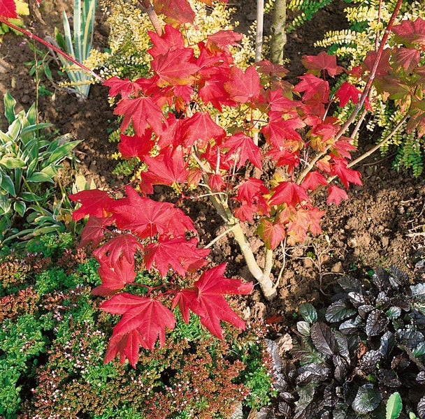 Acer campestre, Feldahorn, 40–60 cm
