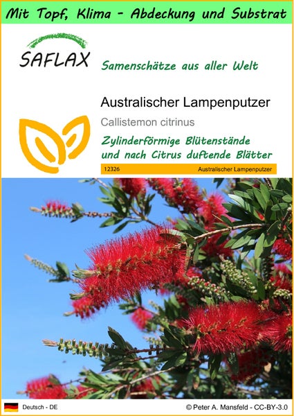 SAFLAX Garden to go - Australischer Lampenputzer - Callistemon citrinus - 400 Samen - Mit Topf, Klima - Deckel und Anzuchtsubstrat