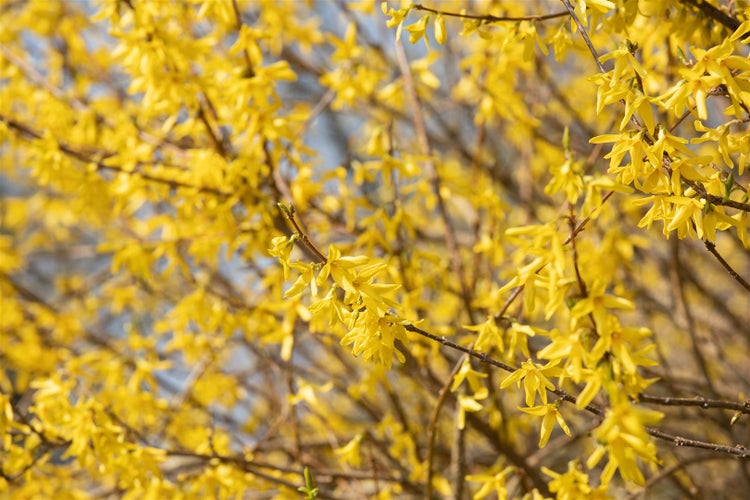 Forsythia 'Maree d'Or' -R-, Goldglöckchen, gelb, 30–40 cm