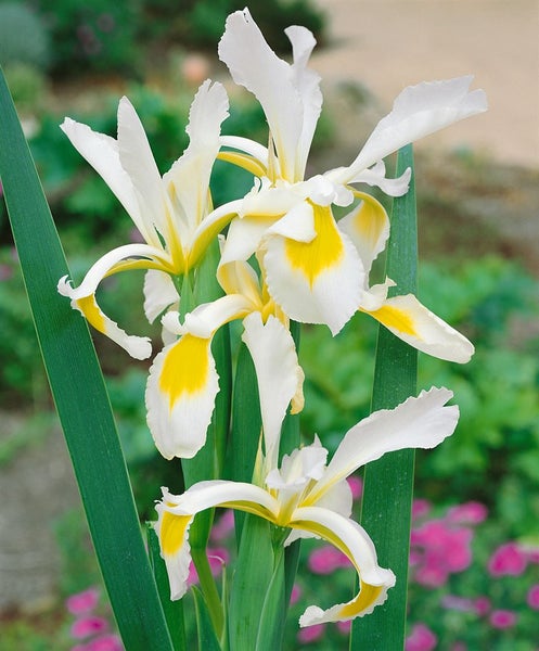 Iris spuria, ca. 9x9 cm Topf, elegant, blau-violette Blüten