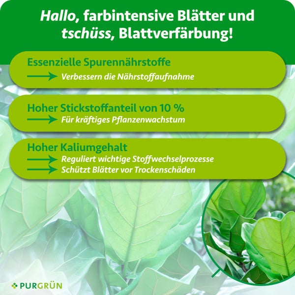 Infografik für Purgrün Pflanzendünger für farbintensive Blätter mit Spurennährstoffen, 10 Prozent Stickstoff und Kalium. Purgrün Logo.