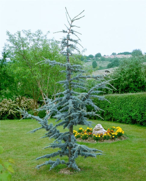 Cedrus atlantica 'Glauca', Atlas-Zeder, blaugrün, 80–100 cm