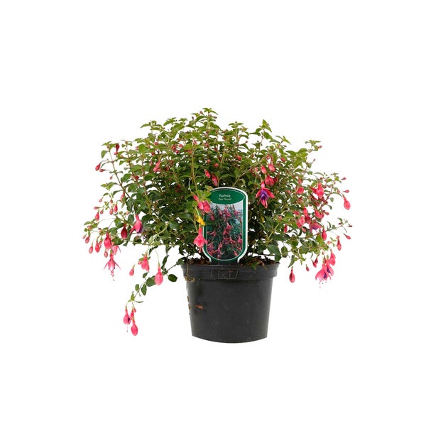 Fuchsie in einem Topf mit grünen Blättern und roten Blüten
