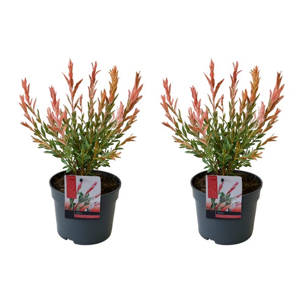 Bloomique - 2er-Set - Salix Integra Flamingo - Bunte Weide - Gartenpflanzen - Winterhart - 30-40 cm hoch - Topf 12 cm