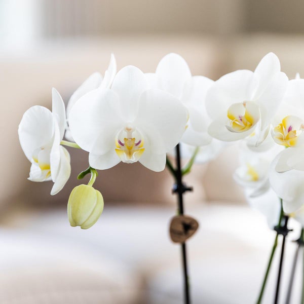 Kolibri Orchids Überraschungsbox Mix Pflanzen-Vorteilsbox Überraschungsbox mit 4 verschiedenen Orchideen 12cm