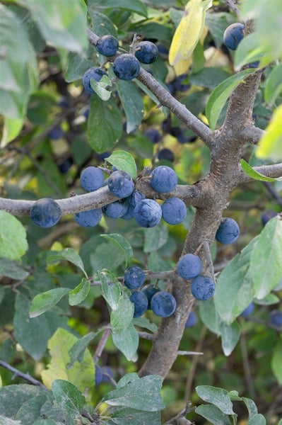 Prunus spinosa, Schlehdorn, 40–60 cm, dornig, heimisch