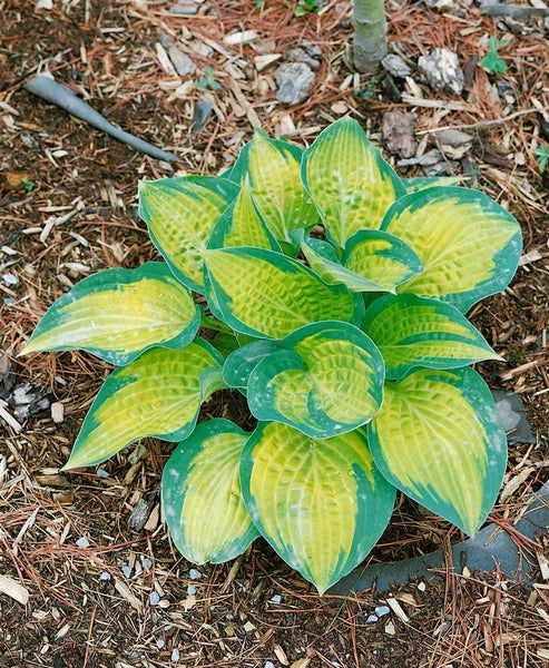 Hosta x cult. 'Pauls Glory', Funkie, gelb-grün, ca. 11x11 cm Topf